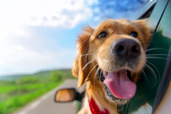 pets post 1